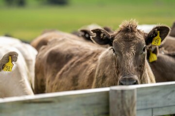 Speckled park, Murray grey, Angus cows and calf grazing on lush pasture. while they enjoy the sun...