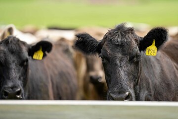 Close up of Stud Beef bulls and cows grazing on grass in a field, in Australia. eating hay and...