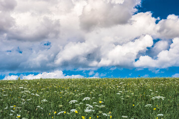 summer meadow under the clouds