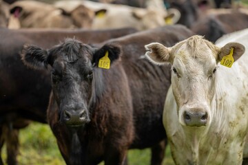 Close up of Stud Beef bulls and cows grazing on grass in a field, in Australia. eating hay and...
