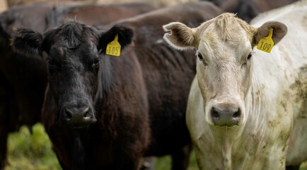 Speckled park, Murray grey, Angus cows and calf grazing on lush pasture. while they enjoy the sun...