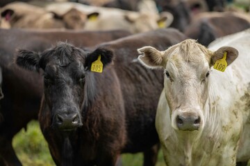 Close up of Stud Beef bulls and cows grazing on grass in a field, in Australia. eating hay and...