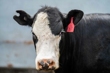 Close up of Stud Beef bulls and cows grazing on grass in a field, in Australia. eating hay and...