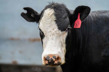 Close up of Stud Beef bulls and cows grazing on grass in a field, in Australia. eating hay and...