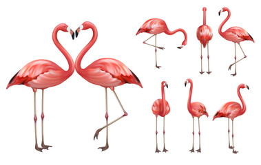 Fototapeta premium Pink flamingo. Wildlife exotic birds tropical flamingo decent vector realistic poses pictures templates isolated