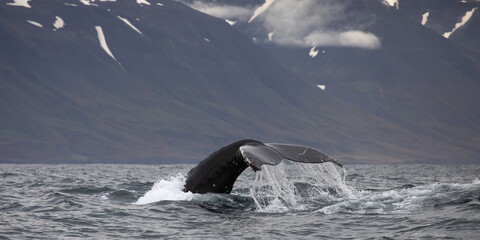 Islanda, whale, balene