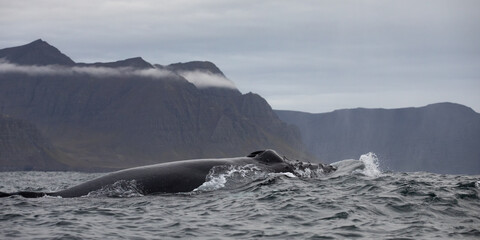Islanda, whale, balene