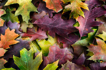  Naturalne tło z wielobarwnymi liśćmi dębu czerwonego z teksturą opadających jesiennych liści makro, w młodym lesie, parku..