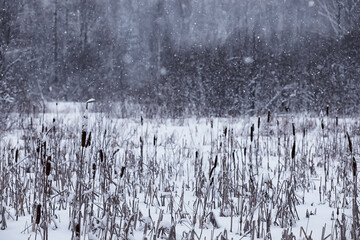 Winter forest. Landscape of the park in winter. Snow-covered trees at the edge.