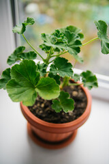 A geranium flower in a pot stands on the window. Juicy greens.