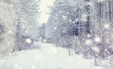 Fototapeta premium Winter forest landscape. Tall trees under snow cover. January frosty day in the park.