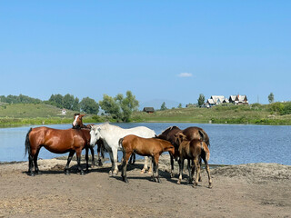 Fototapeta na wymiar Herd of horses standing by the lake
