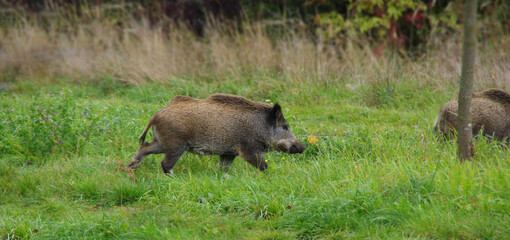 Boar on the meadow - wild animal in natural environment