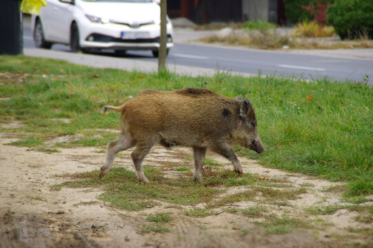 Wild Boar walk on street in the city