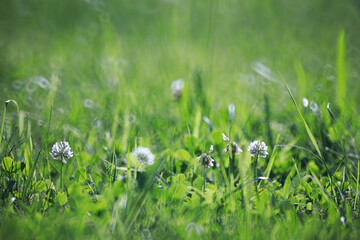 Wild flower. Little flowers on a green meadow.