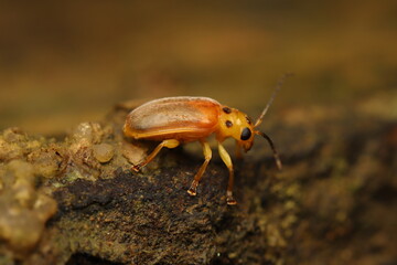 close up photo of small orange bug from indonesian new guinea