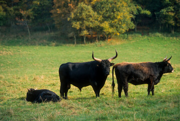 Taureau, Auroch, bos primigenius, Réserve Hans sur Lesse, Belgique