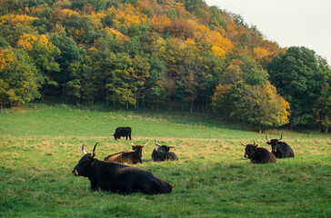 Taureau, Auroch, bos primigenius, Réserve Hans sur Lesse, Belgique