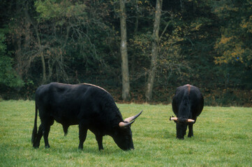 Taureau, Auroch, bos primigenius, Réserve Hans sur Lesse, Belgique