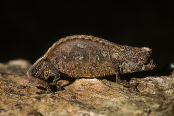 Caméléon, caméléon nasus, Palleon nasus, Brookesia nasus