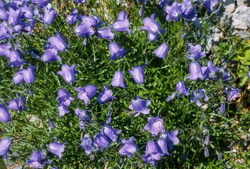 campanule de Scheuchzer, Campanula scheuchzeri
