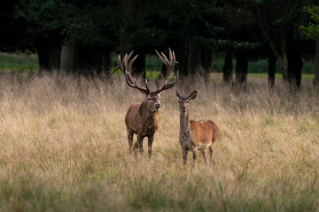 Cerf &eacute;laphe, biche, cerf, brame, cervus elaphus
