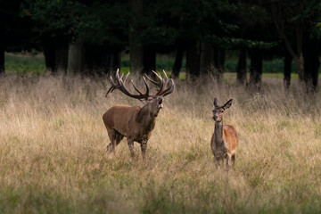 Cerf &eacute;laphe, biche, cerf, brame, cervus elaphus