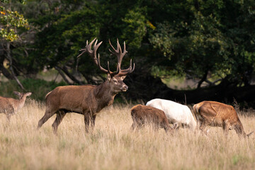 Cerf élaphe, biche, cerf, brame, cervus elaphus