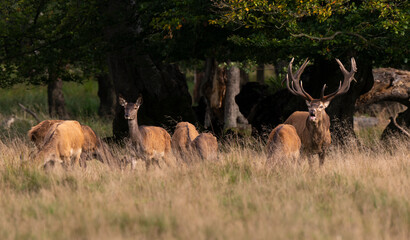 Cerf élaphe, biche, cerf, brame, cervus elaphus