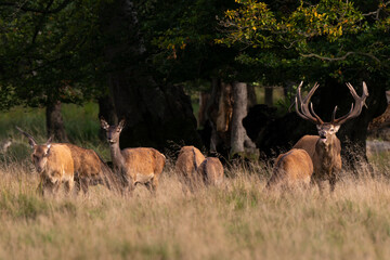 Cerf élaphe, biche, cerf, brame, cervus elaphus