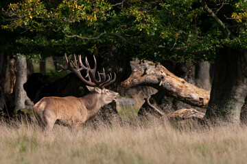 Cerf élaphe, biche, cerf, brame, cervus elaphus