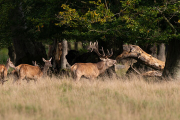Cerf élaphe, biche, cerf, brame, cervus elaphus
