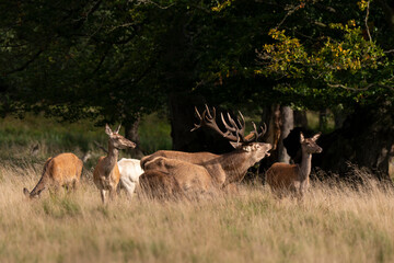Cerf élaphe, biche, cerf, brame, cervus elaphus