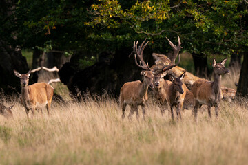 Cerf élaphe, biche, cerf, brame, cervus elaphus