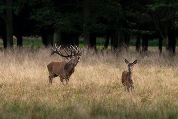 Cerf élaphe, biche, cerf, brame, cervus elaphus