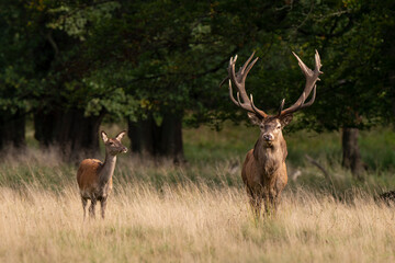 Cerf élaphe, biche, cerf, brame, cervus elaphus