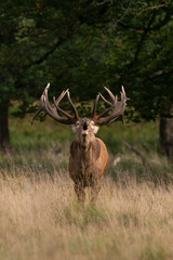 Cerf élaphe, brame, cerf, cervus elaphus