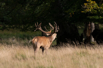 Cerf élaphe, brame, cerf, cervus elaphus