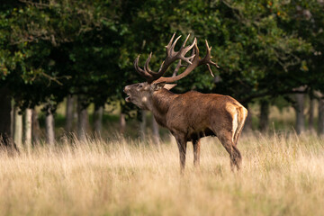 Cerf élaphe, brame, cerf, cervus elaphus