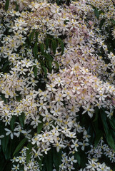 Clématite, Clématite d'Armand, Clematis armandii