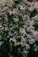 Clématite, Clématite d'Armand, Clematis armandii