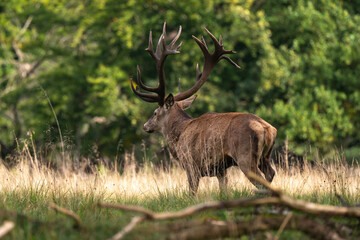 Cerf élaphe, brame, cerf, cervus elaphus