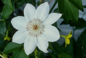 Clématite,  Clématite ‘Miss Bateman‘ blanche,  Clematis 'Miss Bateman'