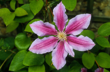 Cl&eacute;matite Nelly Moser, Clematis 'Nelly Moser'