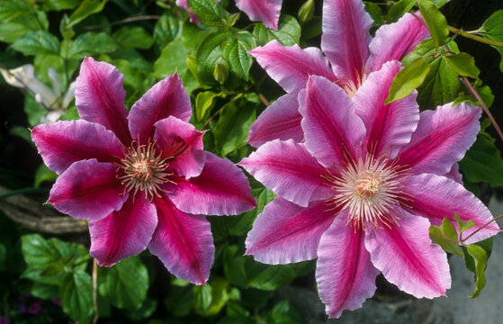 Cl&eacute;matite Nelly Moser, Clematis 'Nelly Moser'