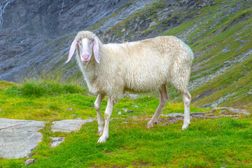 Cute white alpine sheep on mountain pasture