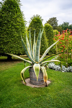 One giant cactus plant with thick leafs in wooden flowerpot in a public park in Norrkoping Sweden.