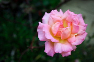 pink rose flower