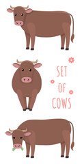 Vector illustrations of cows in different positions isolated on a white background in cartoon style.