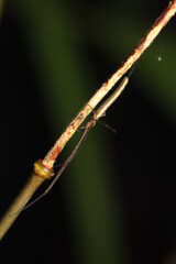 close up photo of orb weaver spider from indonesian new guinea